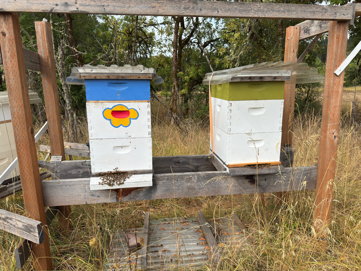 Raw Oregon Honey Bears