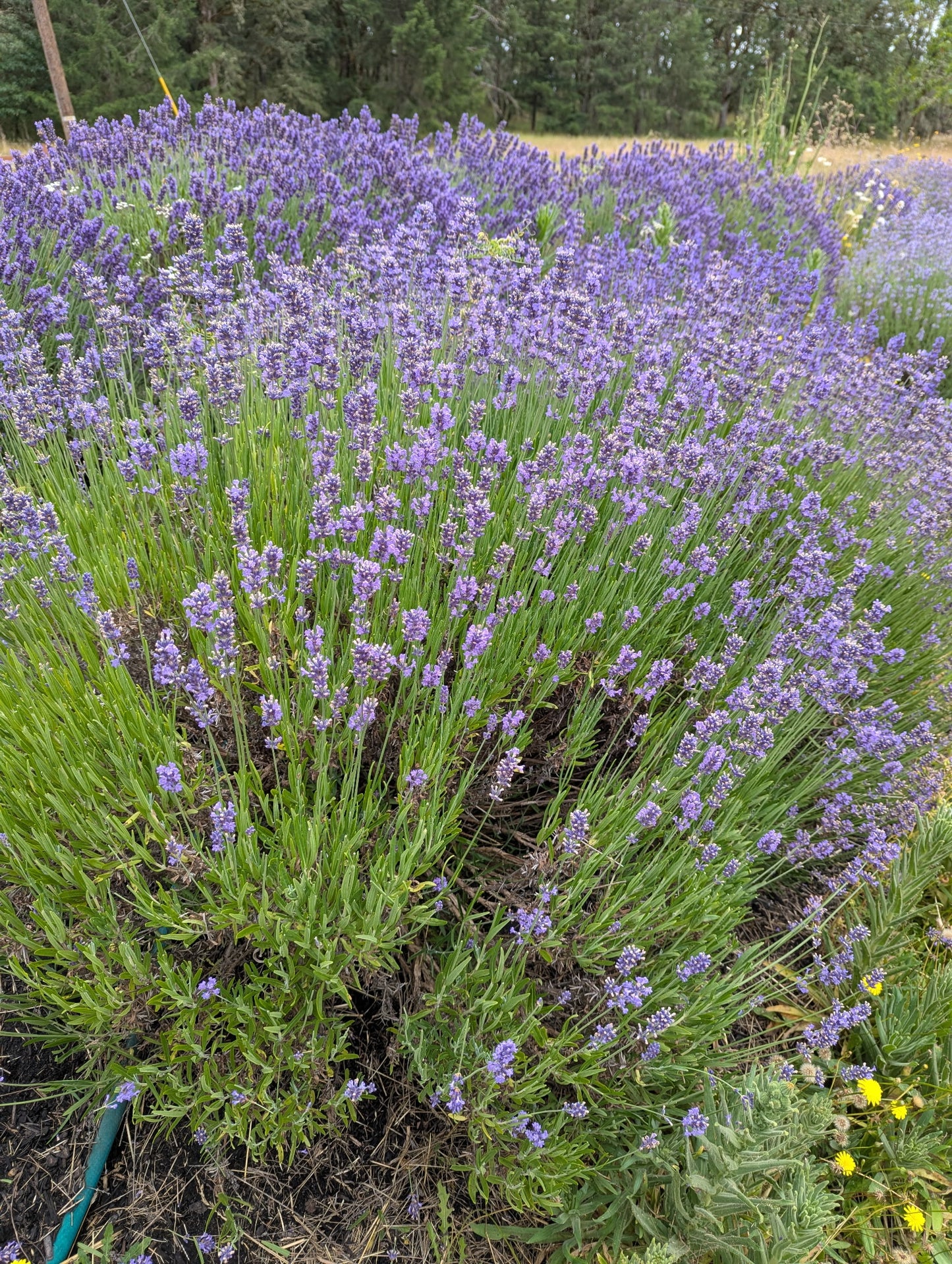 English Lavender bundles