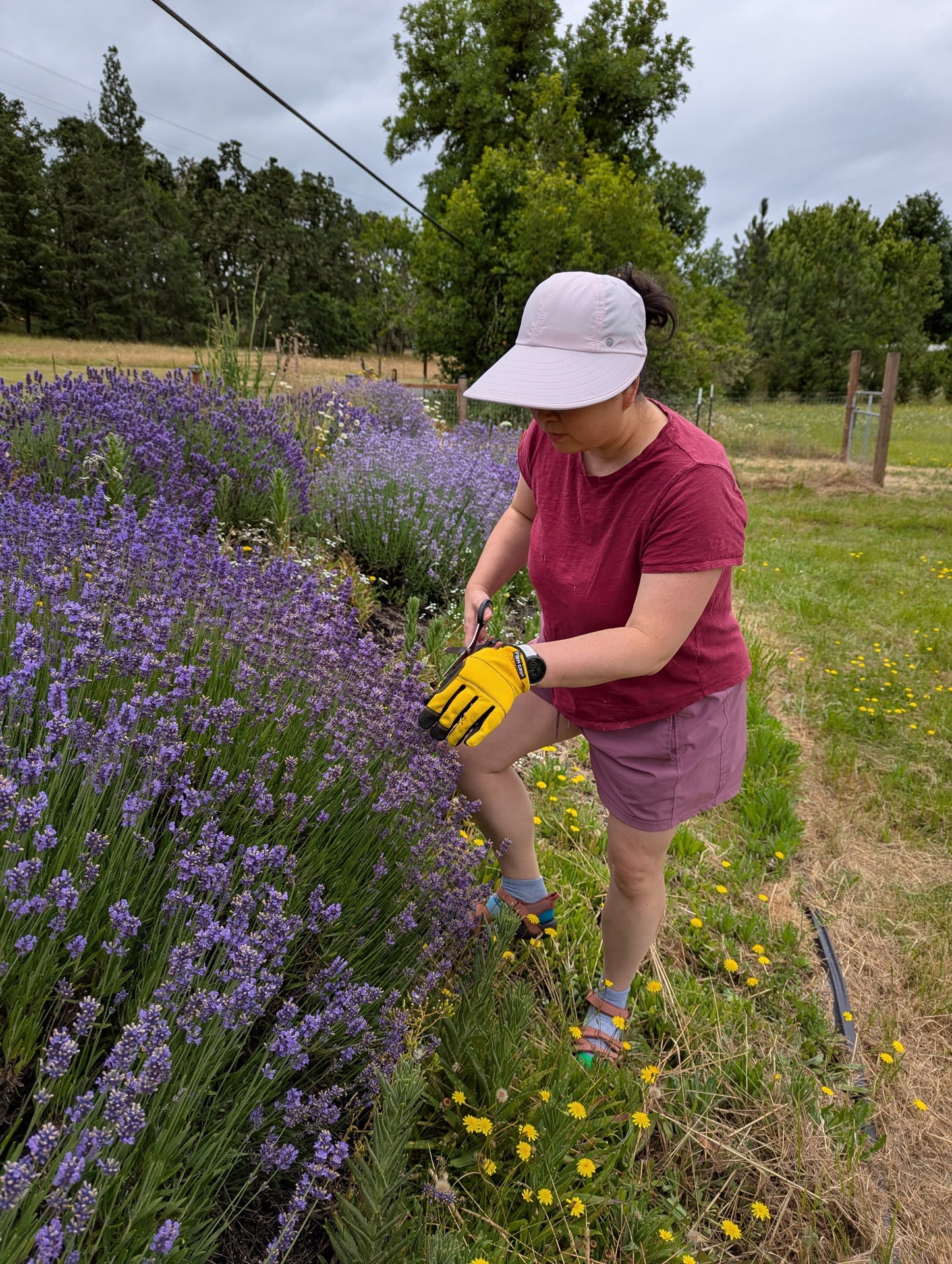 English Lavender bundles