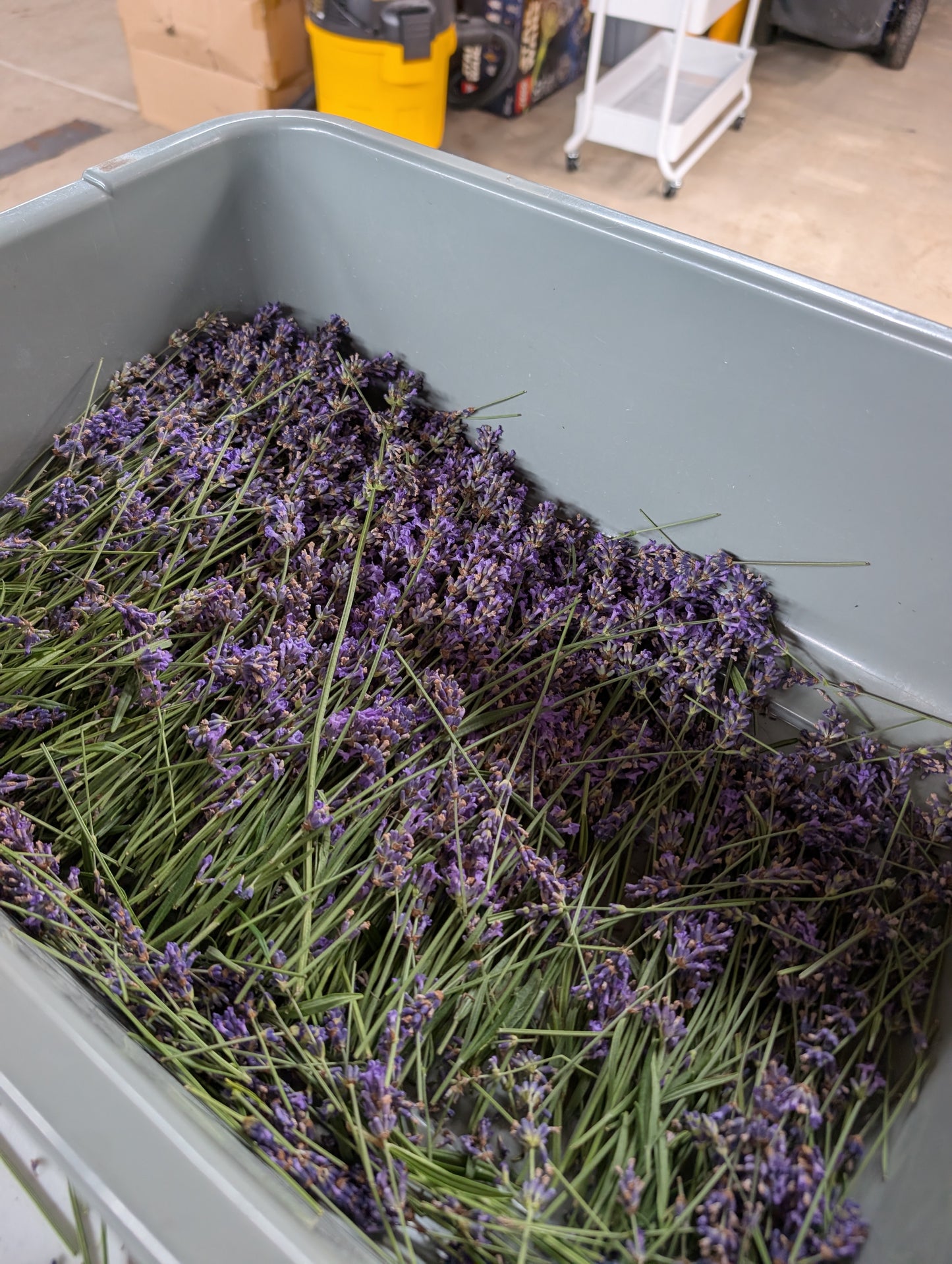 English Lavender bundles
