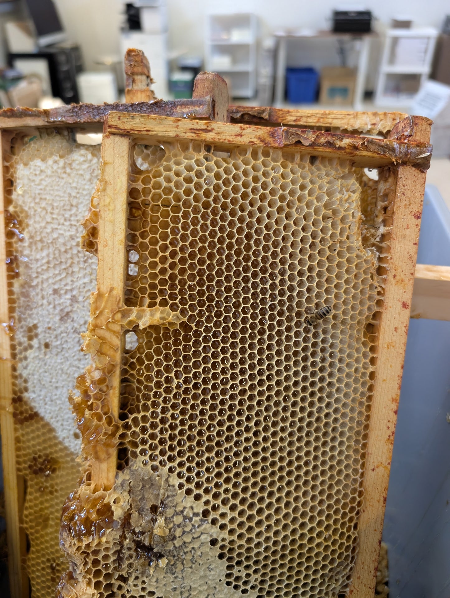 Raw Oregon Honey Bears
